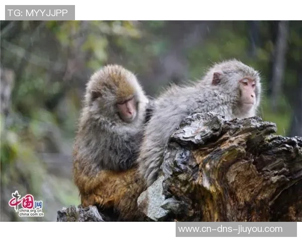 人类智慧与野兽本能的较量探讨人与自然的和谐共生之道